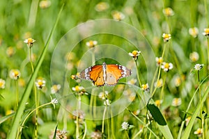 Butterfly on flower (Common tiger butterfly)