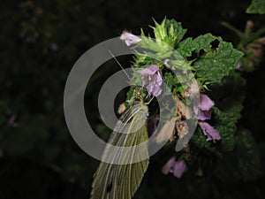 Butterfly on a flower drinking nectar