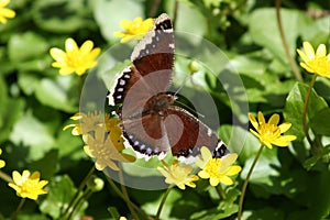 Butterfly on Flower Field