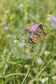 Butterfly on a flower in a field. Butterfly on flower. Butterfly On Grass Field With Warm Light. vertical photo