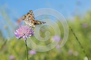 Butterfly on a flower in a field. Butterfly On Grass Field With Warm Light. close up. Against the blue sky
