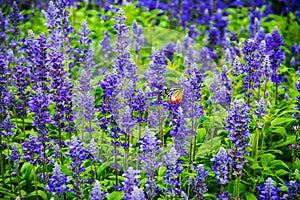 Butterfly in the flower fields