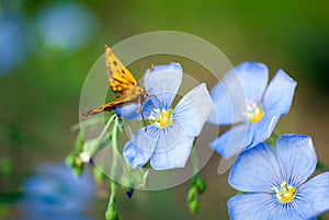 Butterfly on a flower flax