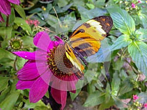 Butterfly on flower with foliage