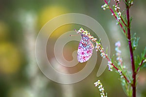 butterfly on the flower, Fritillary