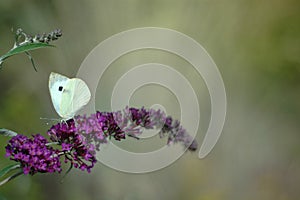 Butterfly on flower in the garden