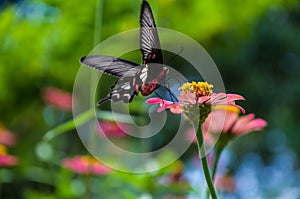 Butterfly photo