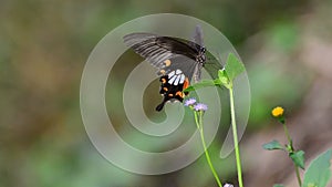 Butterfly and flower grass