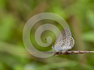 Butterfly on flower grass with blur background