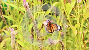 Butterfly and flower and green background