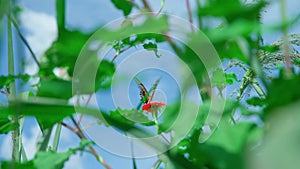 butterfly on a flower on a green meadow in nature