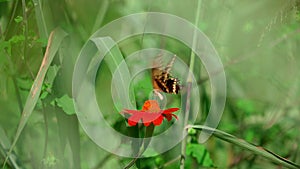 butterfly on a flower on a green meadow in nature