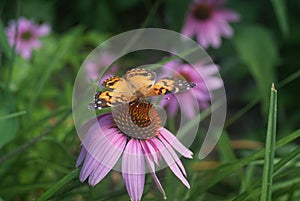 Butterfly flower green orange purple