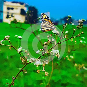Butterfly with flower greeny nature photography