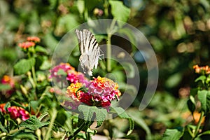 Butterfly on flower, harbinger of summer