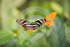 Butterfly on flower - Heliconius charithonia, the zebra longwing or zebra heliconian -