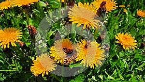 Butterfly On Flower Honey Been On Flowers Yellow dandelion flower on spring meadow.