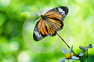 Butterfly and flower, insect, nature