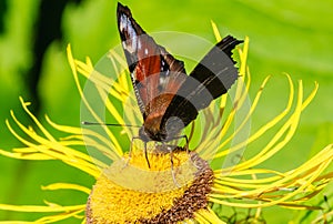 Butterfly on a flower inula. Shallow depth of field