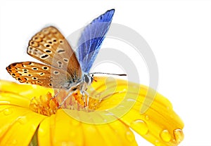 Butterfly on flower photo