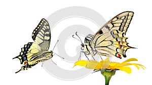 Butterfly on a flower isolated on white. Gerbera flower. Swallowtail butterfly, Papilio machaon. copy spaces.