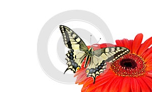 Butterfly on a flower isolated on white. Gerbera flower. Swallowtail butterfly, Papilio machaon. copy spaces.