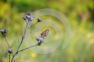 Butterfly on a flower. Kind of day butterflies of the family nymphalidae. Melitaea arduinna Esper, 1783. Nature, beauty,summer