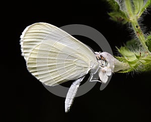 Butterfly and a flower. photo