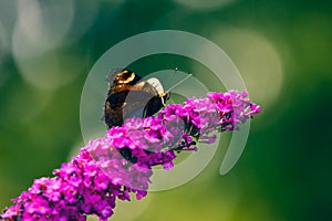 Butterfly on the flower macro