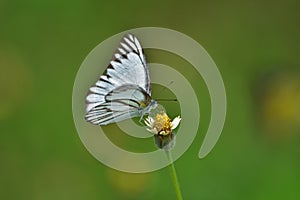 Butterfly on flower in a meadow