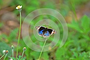 Butterfly on flower in a meadow