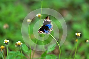 Butterfly on flower in a meadow