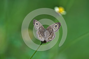 Butterfly on flower in a meadow