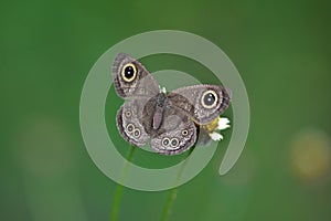 Butterfly on flower in a meadow