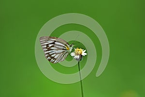 Butterfly on flower in a meadow