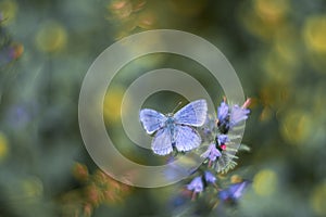 butterfly on a flower in the meadow with green grass. blur background vintage lens rendering