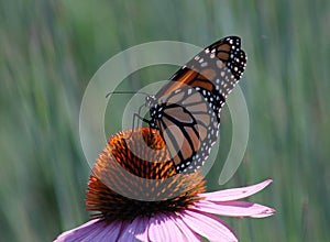 Butterfly on a flower