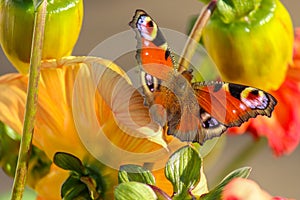 Butterfly on a flower