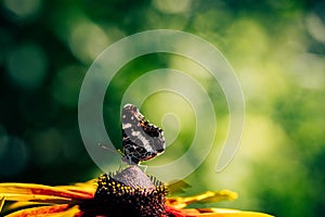 Butterfly on flower over blurred natural background