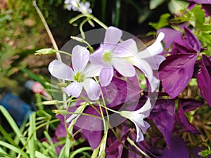 Butterfly Flower or Oxalis triangularis