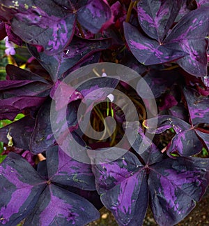 Butterfly flower (oxalis tringularis) planted in a pot