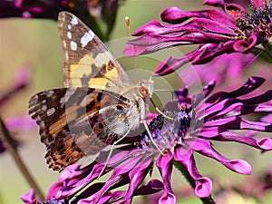 Butterfly on flower