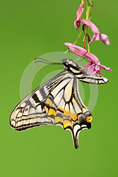 Butterfly on the flower,Papilio xuthus