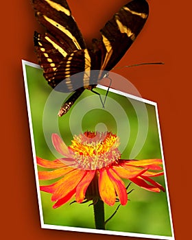 Butterfly on flower photo