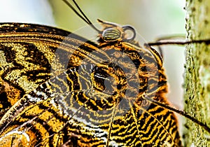 butterfly on a flower, photo as a background