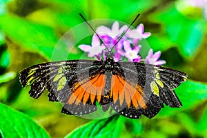 butterfly on flower, photo as a background