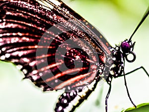 butterfly on flower, photo as a background