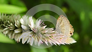 Butterfly on a flower