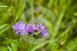 Butterfly on the flower and plant, Nature and wildlife,green background