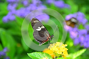 Butterfly on the flower posing